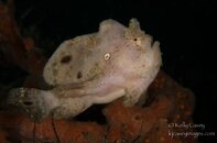 Frogfish2.jpg