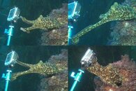 DDDB 585 octopus and GoPro.jpg
