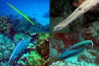 DDDB 599 trumpetfish sm.jpg