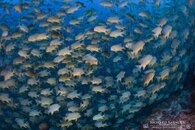 tau000077_palau_tauchen_10.jpg