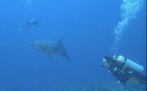 dolphin1.jpg