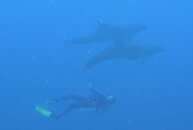dolphin2.jpg