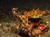 Lembeh '13-2 098.jpg