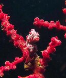 Lembeh'13-3 005.jpg