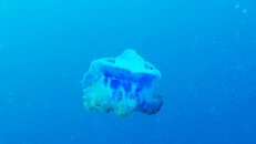 jelly1.jpg