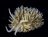 flabellina pellucida.jpg