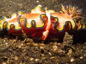 Lembeh 13-3 112.jpg