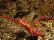 Lembeh 13-3 130.jpg