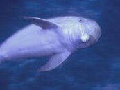 DolphinFaceToFace.jpg
