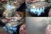 DDDB 603 abalone spawning sm.jpg