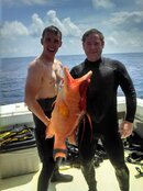 Hogfish (Aug 2013).jpg
