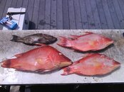 Southport Hogfish.jpg