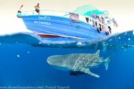 whaleshark&boat.jpg