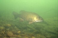 Small-mouth bass.jpg