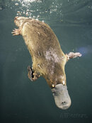 platypus-diving-tasmania-australia.jpg