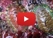 Chiton_Small.jpg Chiton_Small.jpg