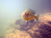 fish1.jpg fish1.jpg