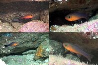 DDDB 605 Guadalupe cardinalfish sm.jpg