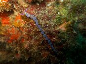 Blue Dragon, Facelinidae, Nudibranch, Pteraeolidia Ianthina.jpg