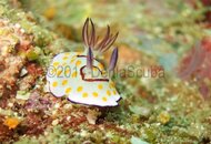 Chromodoris Annulata 2774.jpg