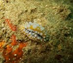 Chromodoris Annulata 2775.jpg