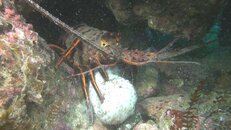 lobster feeding on sea cucumber 2014-09-19-bs.jpg