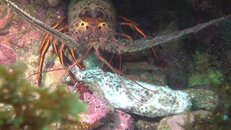 lobster feeding on sea cucumber 2014-09-19-as.jpg