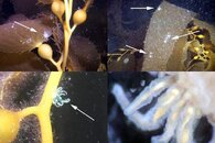 DDDB 606 Bunodeopsis anemone.jpg