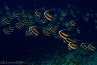 IMG_3962.jpg