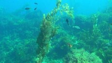 dive park with no kelp 2014-09-26-cs.jpg