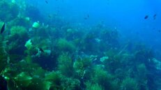 dive park with no kelp 2014-09-26-bs.jpg