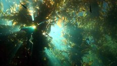 kelp canopy with sunlight 2013-12-27-as.jpg
