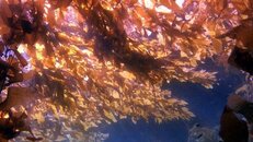 kelp canopy 2013-12-28-cs.jpg