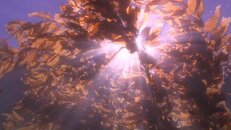 kelp canopy and sunlight 2013-12-28-as.jpg