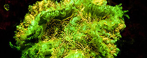 glow300x120-1.jpg