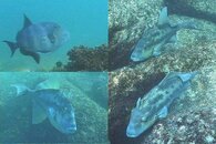 DDDB 607 finescale triggerfish.jpg