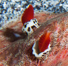 Platydoris-formosa-277f.jpg