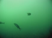 P7250130a.jpg