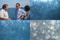 DDDB 608 jellyfish swarm sm.jpg