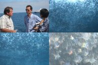 DDDB 608 jellyfish swarm.jpg