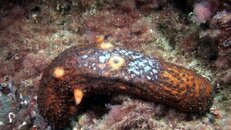 sea cucumber with possible wasting disease 2014-10-07 NITE-ds.jpg