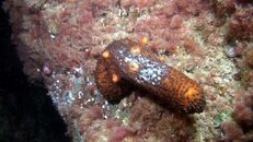 sea cucumber with possible wasting disease 2014-10-07 NITE-bs.jpg