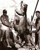 Art-&-Jewfish-w.jpg
