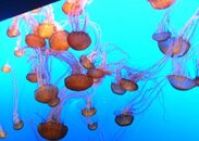 Chrysaora_fuscescens_DLC2010-08s.jpg