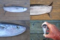 DDDB 609 slender mola sm.jpg