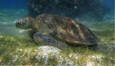 More turtles please.jpg More turtles please.jpg
