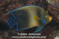 pomacanthus-semicirculatus-2.jpg