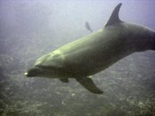 dolphin-640.jpg