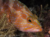 Grouper-180584.jpg