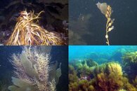 DDDB 610 Shibuya Diving sm.jpg